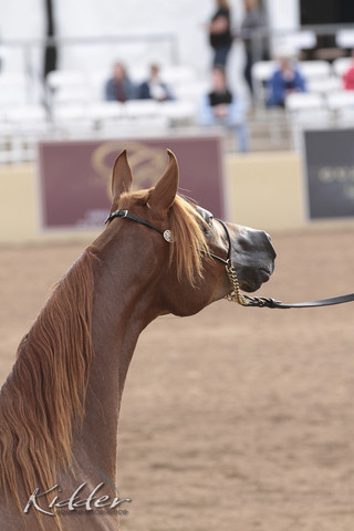 2012 Scottsdale Show Photos | Kidder Equine