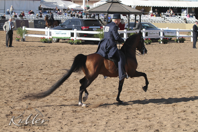 2012 Scottsdale Show Photos | Kidder Equine