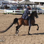 2012 Scottsdale Show Photos | Kidder Equine