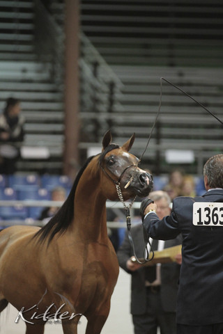 2012 Scottsdale Show Photos | Kidder Equine