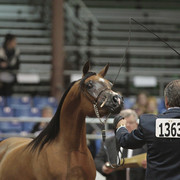 2012 Scottsdale Show Photos | Kidder Equine
