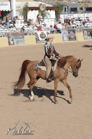 2012 Scottsdale Show Photos | Kidder Equine