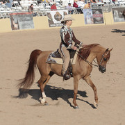 2012 Scottsdale Show Photos | Kidder Equine