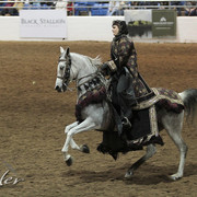 2012 Scottsdale Show Photos | Kidder Equine