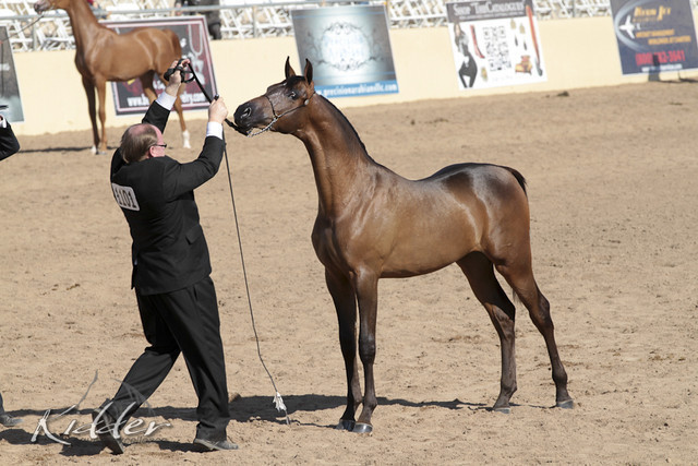 2012 Scottsdale Show Photos | Kidder Equine