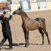 2012 Scottsdale Show Photos | Kidder Equine