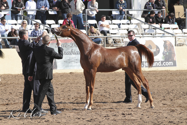 2012 Scottsdale Show Photos | Kidder Equine