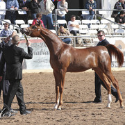 2012 Scottsdale Show Photos | Kidder Equine