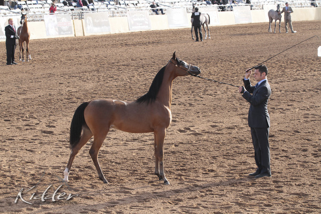 2012 Scottsdale Show Photos | Kidder Equine