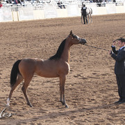 2012 Scottsdale Show Photos | Kidder Equine