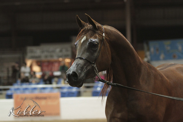 2012 Scottsdale Show Photos | Kidder Equine