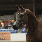 2012 Scottsdale Show Photos | Kidder Equine