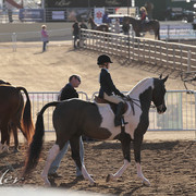 2012 Scottsdale Show Photos | Kidder Equine