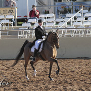 2012 Scottsdale Show Photos | Kidder Equine