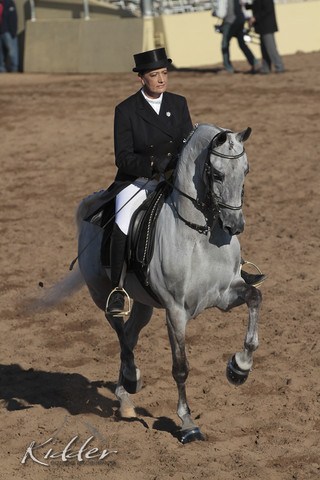 2012 Scottsdale Show Photos | Kidder Equine