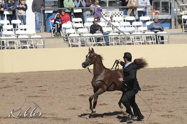 2012 Scottsdale Show Photos | Kidder Equine