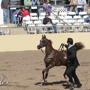 2012 Scottsdale Show Photos | Kidder Equine