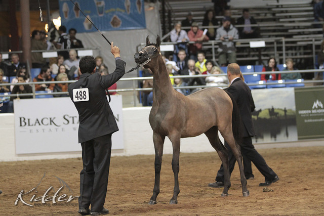 2012 Scottsdale Show Photos | Kidder Equine