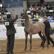 2012 Scottsdale Show Photos | Kidder Equine