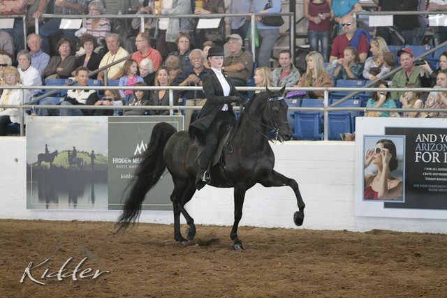 2012 Scottsdale Show Photos | Kidder Equine