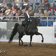 2012 Scottsdale Show Photos | Kidder Equine