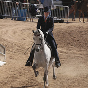 2012 Scottsdale Show Photos | Kidder Equine