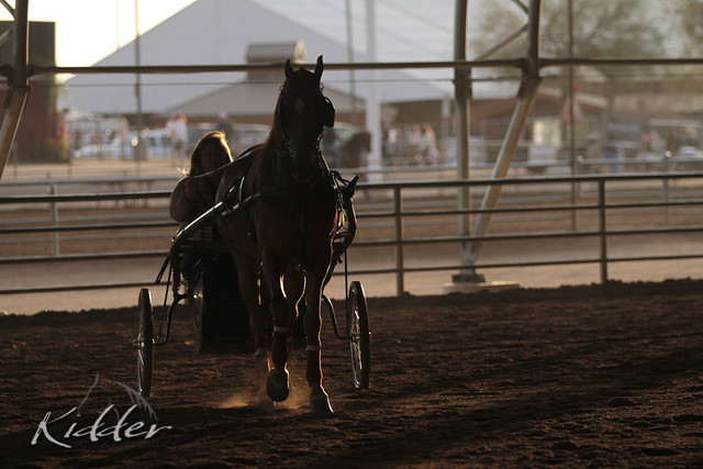 2012 Scottsdale Show Photos | Kidder Equine