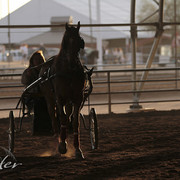 2012 Scottsdale Show Photos | Kidder Equine