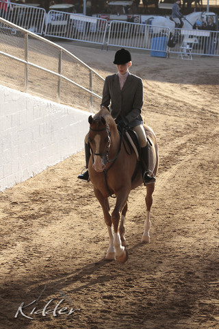 2012 Scottsdale Show Photos | Kidder Equine
