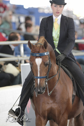 2012 Scottsdale Show Photos | Kidder Equine