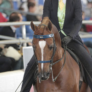 2012 Scottsdale Show Photos | Kidder Equine
