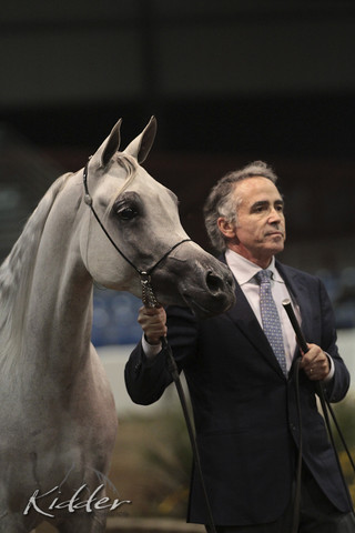 2012 Scottsdale Show Photos | Kidder Equine