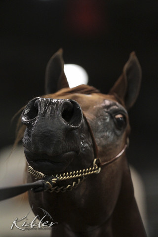 2012 Scottsdale Show Photos | Kidder Equine