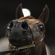 2012 Scottsdale Show Photos | Kidder Equine