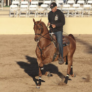 2012 Scottsdale Show Photos | Kidder Equine