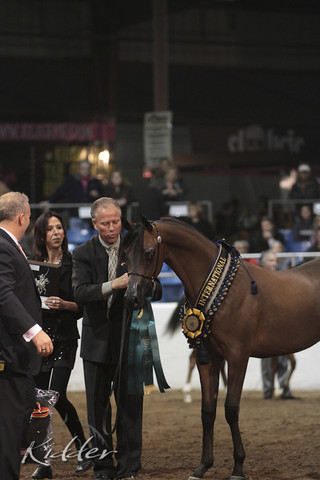 2012 Scottsdale Show Photos | Kidder Equine