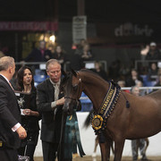 2012 Scottsdale Show Photos | Kidder Equine