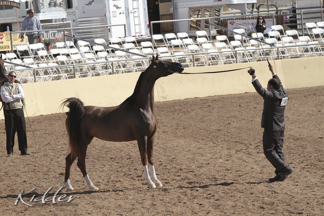 2012 Scottsdale Show Photos | Kidder Equine