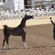 2012 Scottsdale Show Photos | Kidder Equine