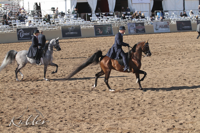 2012 Scottsdale Show Photos | Kidder Equine