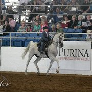 2012 Scottsdale Show Photos | Kidder Equine