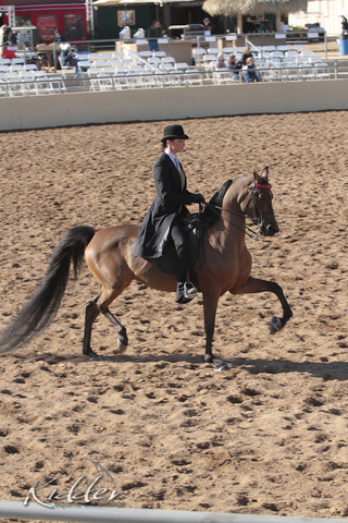 2012 Scottsdale Show Photos | Kidder Equine