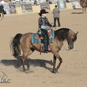 2012 Scottsdale Show Photos | Kidder Equine