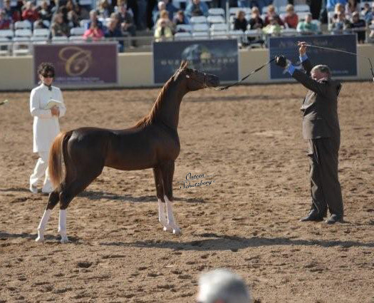 2012 Scottsdale Show | Schatzberg/Osteen