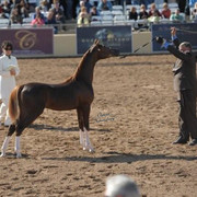 2012 Scottsdale Show | Schatzberg/Osteen