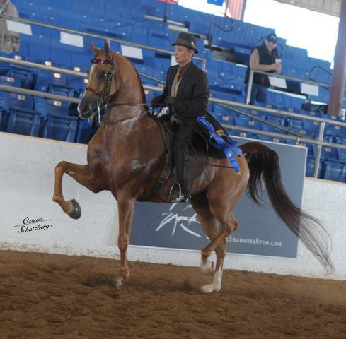 2012 Scottsdale Show | Schatzberg/Osteen
