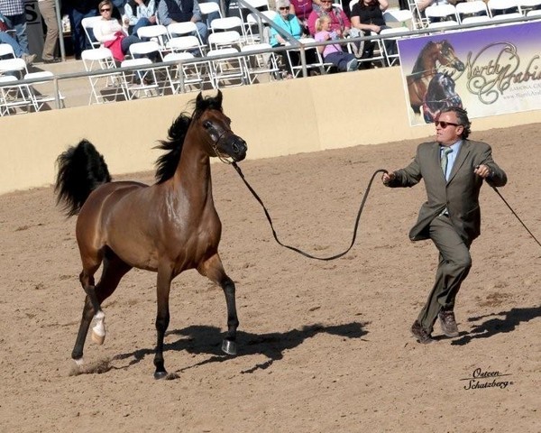 2012 Scottsdale Show | Schatzberg/Osteen