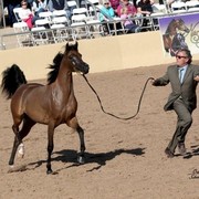 2012 Scottsdale Show | Schatzberg/Osteen