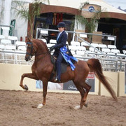 2012 Scottsdale Show | Schatzberg/Osteen
