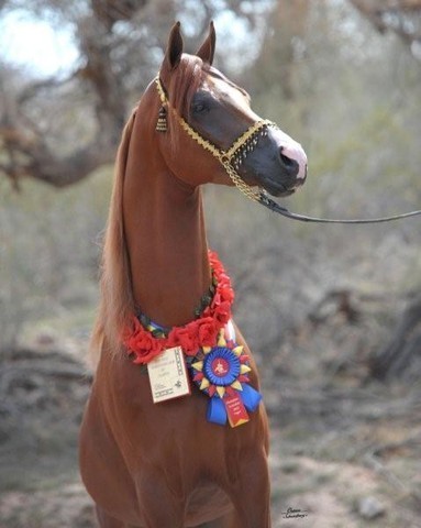 2012 Scottsdale Show | Schatzberg/Osteen